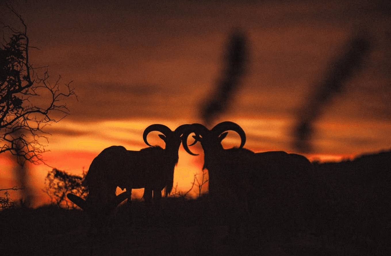 Prototipos en acción